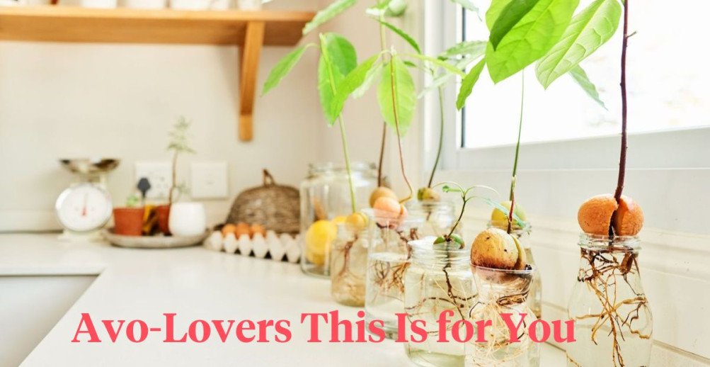 Can You Grow Avocados Indoors? Yes, Here's How To Do It