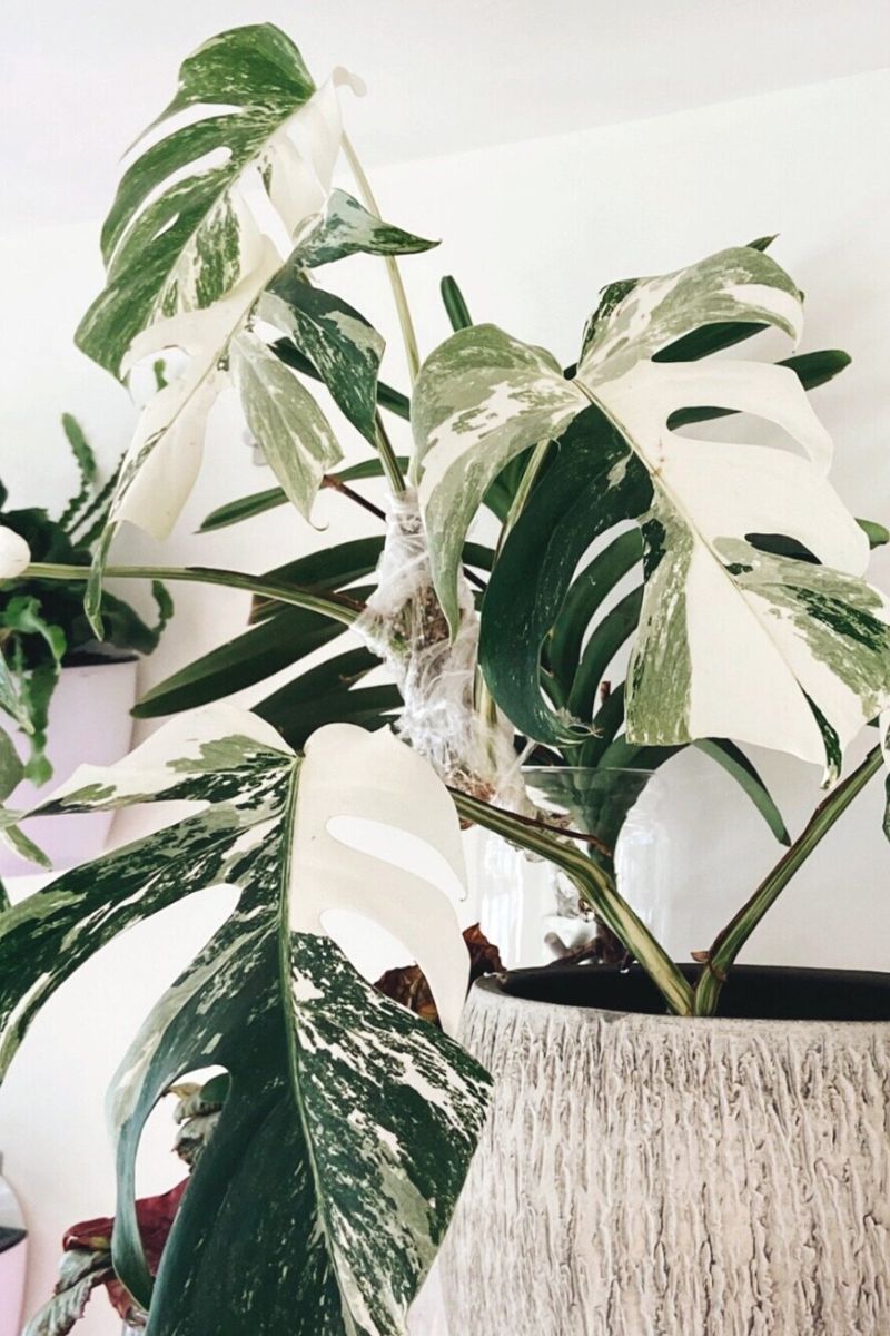 Monstera variegated varieties are some of the most expensive houseplants in the world on Thursd