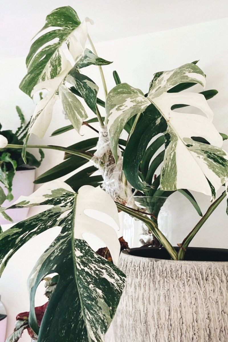 variegated houseplants