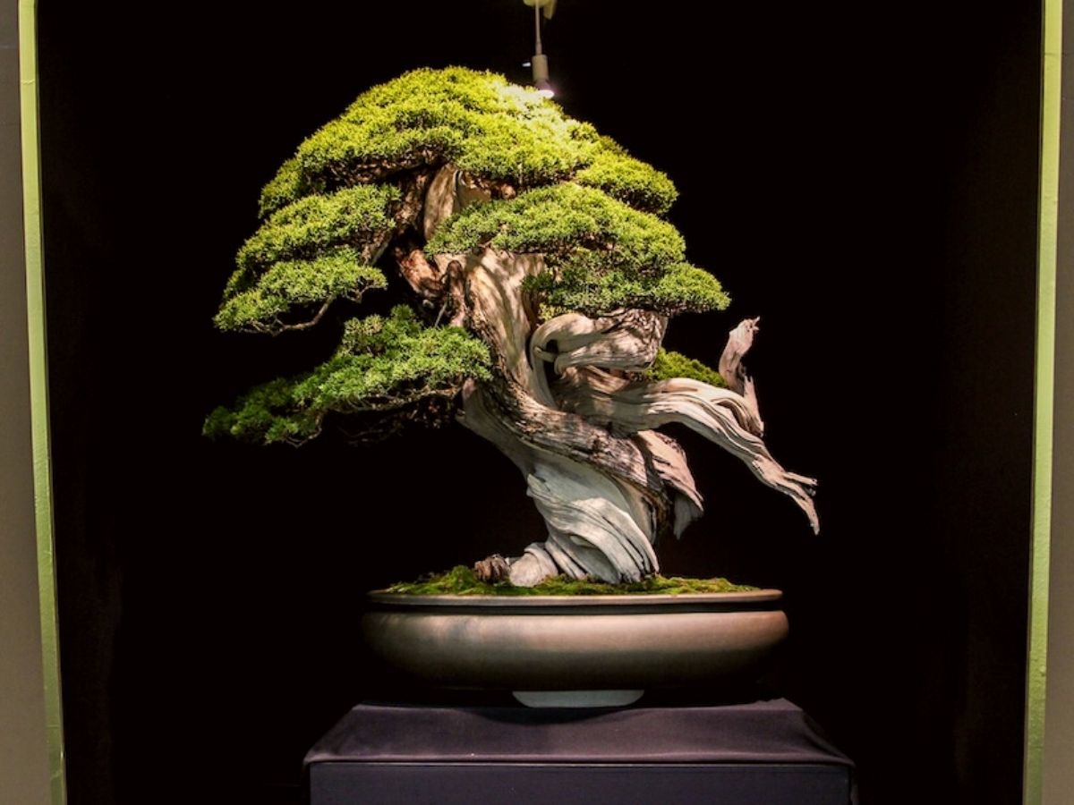Japanese bonsai tree is one of the most expensive houseplants in the world on Thursd