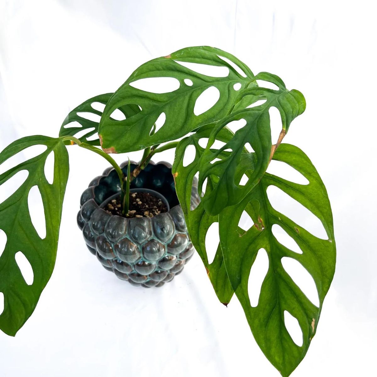 Monstera Esqueleto houseplant on Thursd