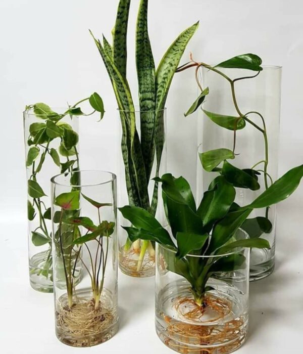 Indoor Plants Growing in Water - Hydroponics