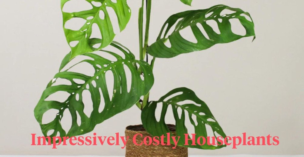 The 8 Most Expensive and Impressive Houseplants in the World