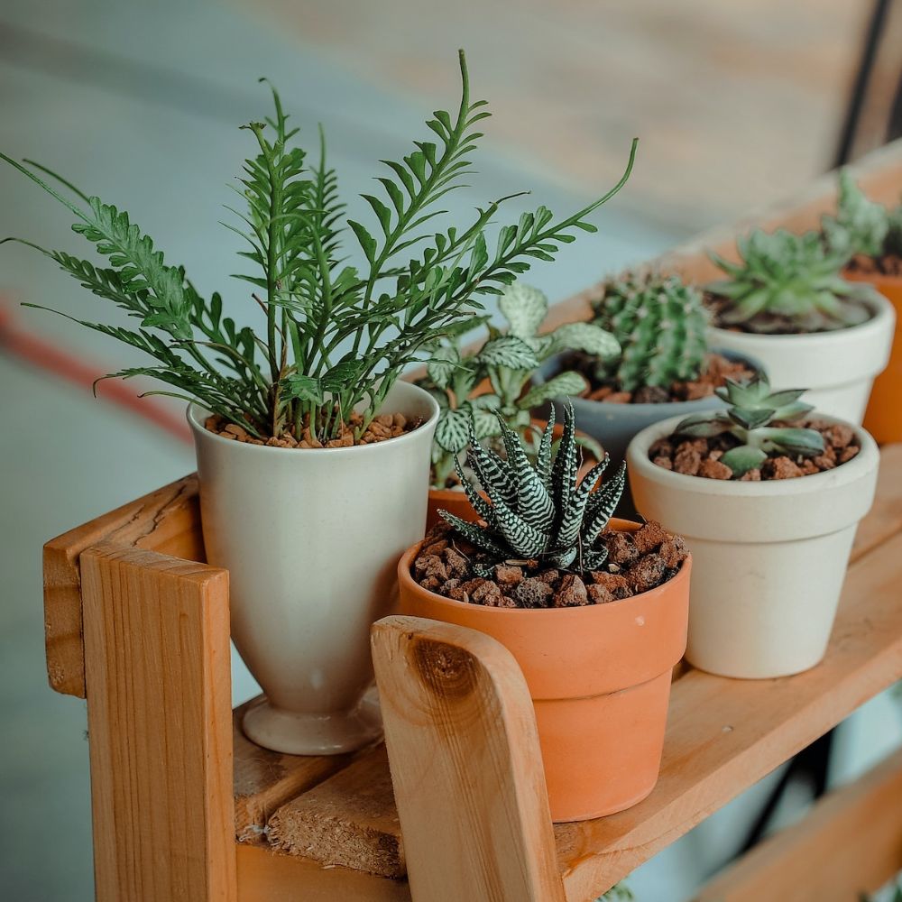 Indoor Plants Enhance Productivity on Thursd Featured