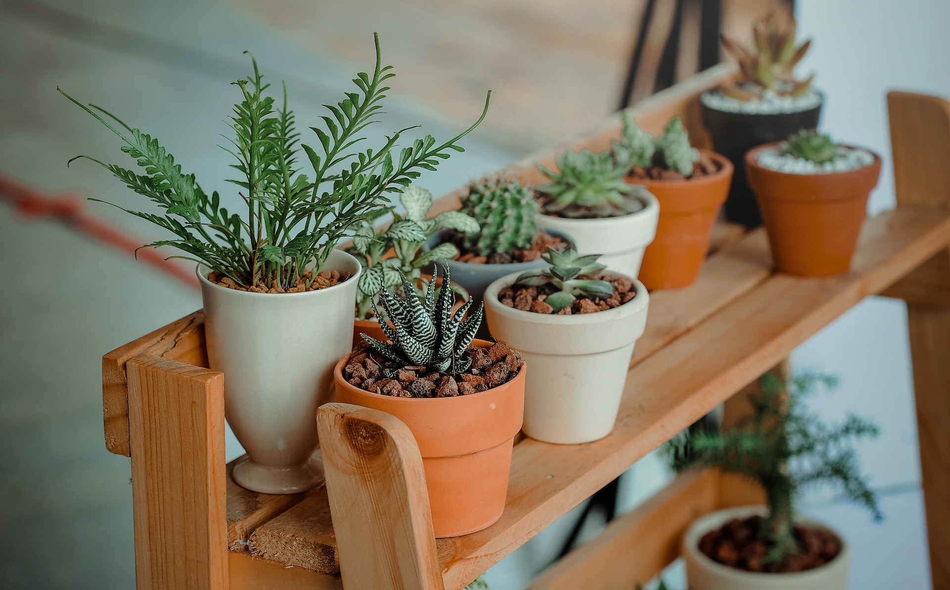Indoor Plants Enhance Productivity