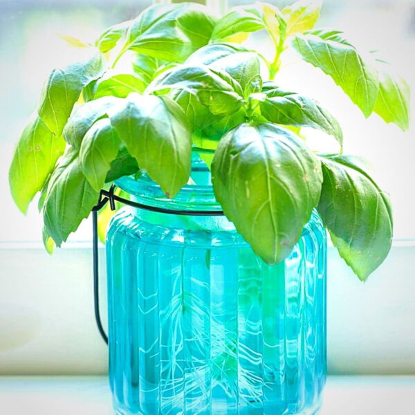 Indoor Plants Doing Great in Water Only, Hydroponics - Article on Thursd
