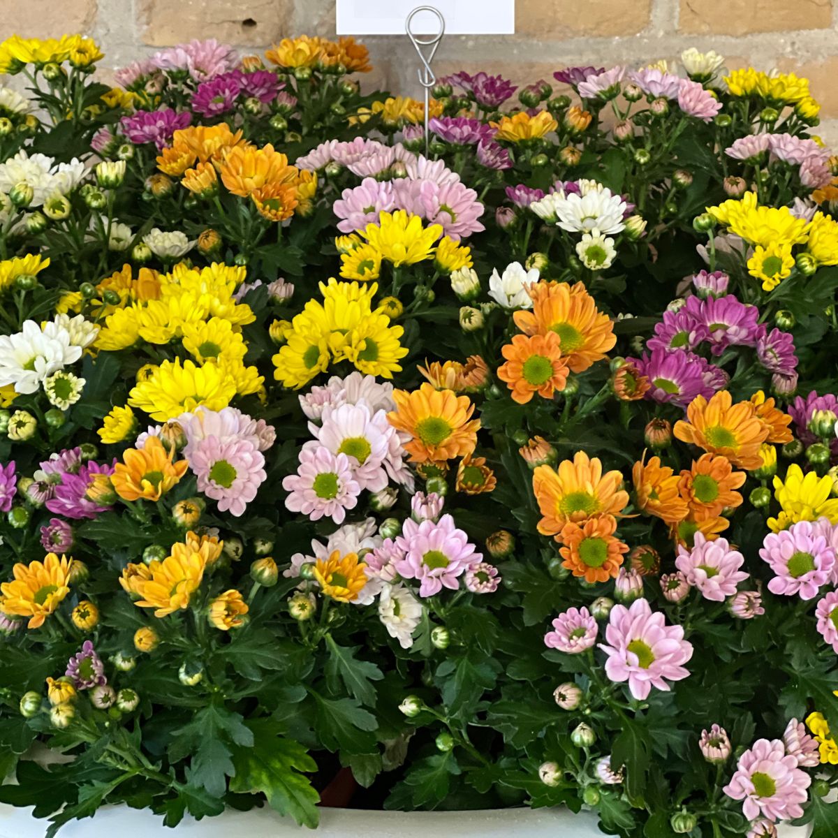 Mixed colors of Santini Rossi used as pot plants on Thursd