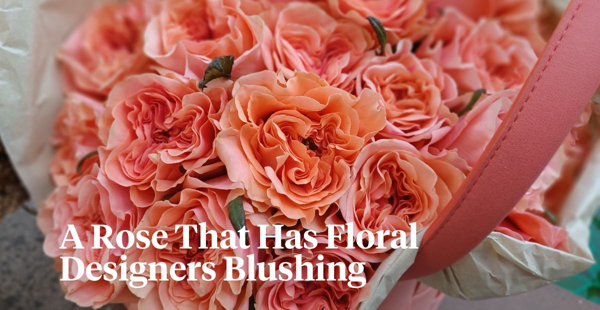 Rose Blushing Reeva by Decofresh header on Thursd 