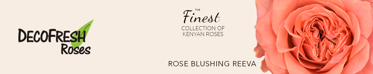 DecoFresh_Banner_on_Thursd_2022-24_Rose_Blushing_Reeva