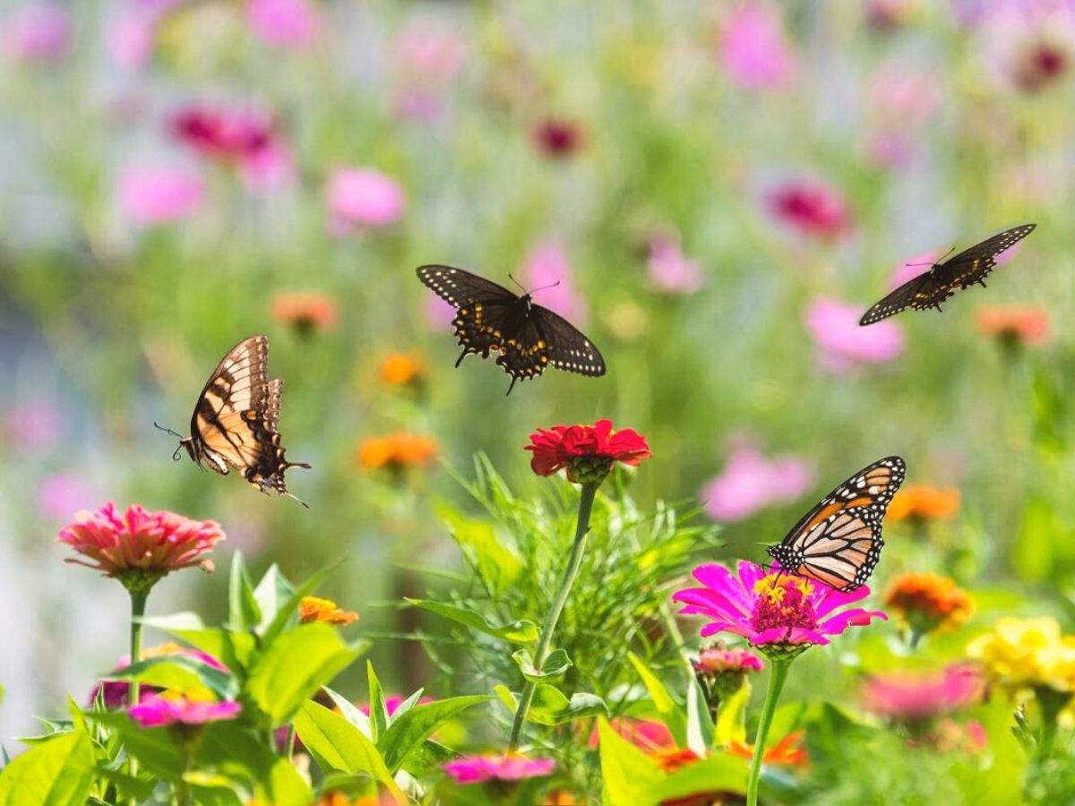 Attract Butterflies to Your Garden With These 5 Tips to Turn It Into But...