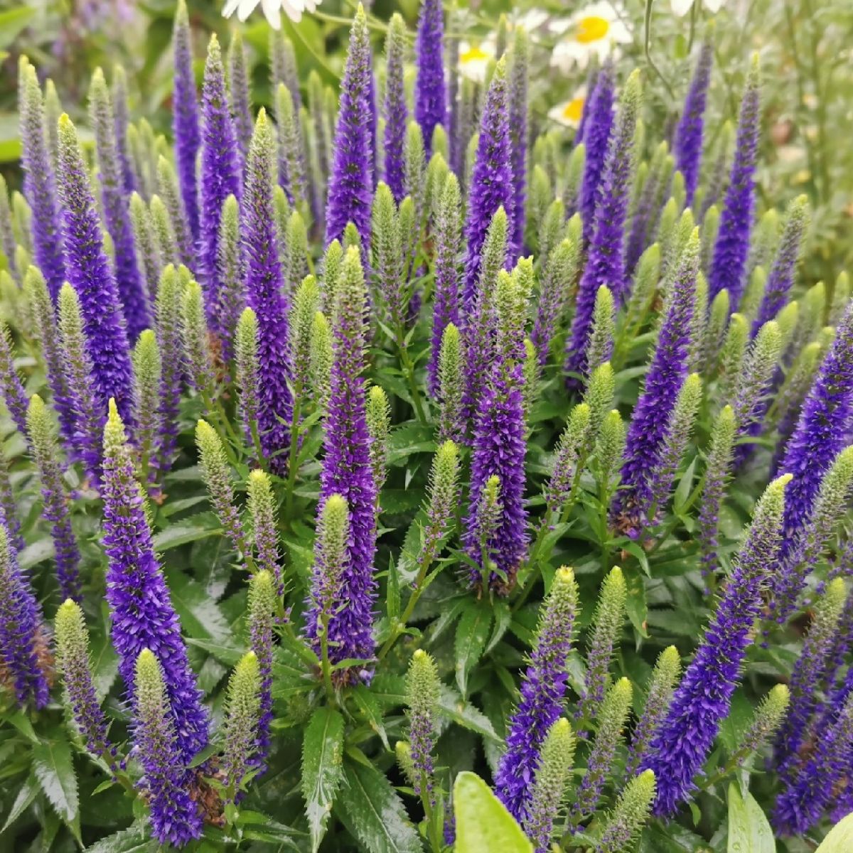 Veronica Spicata Sunny Border Blue is a flower that will attract butterflies to gardens on Thursd