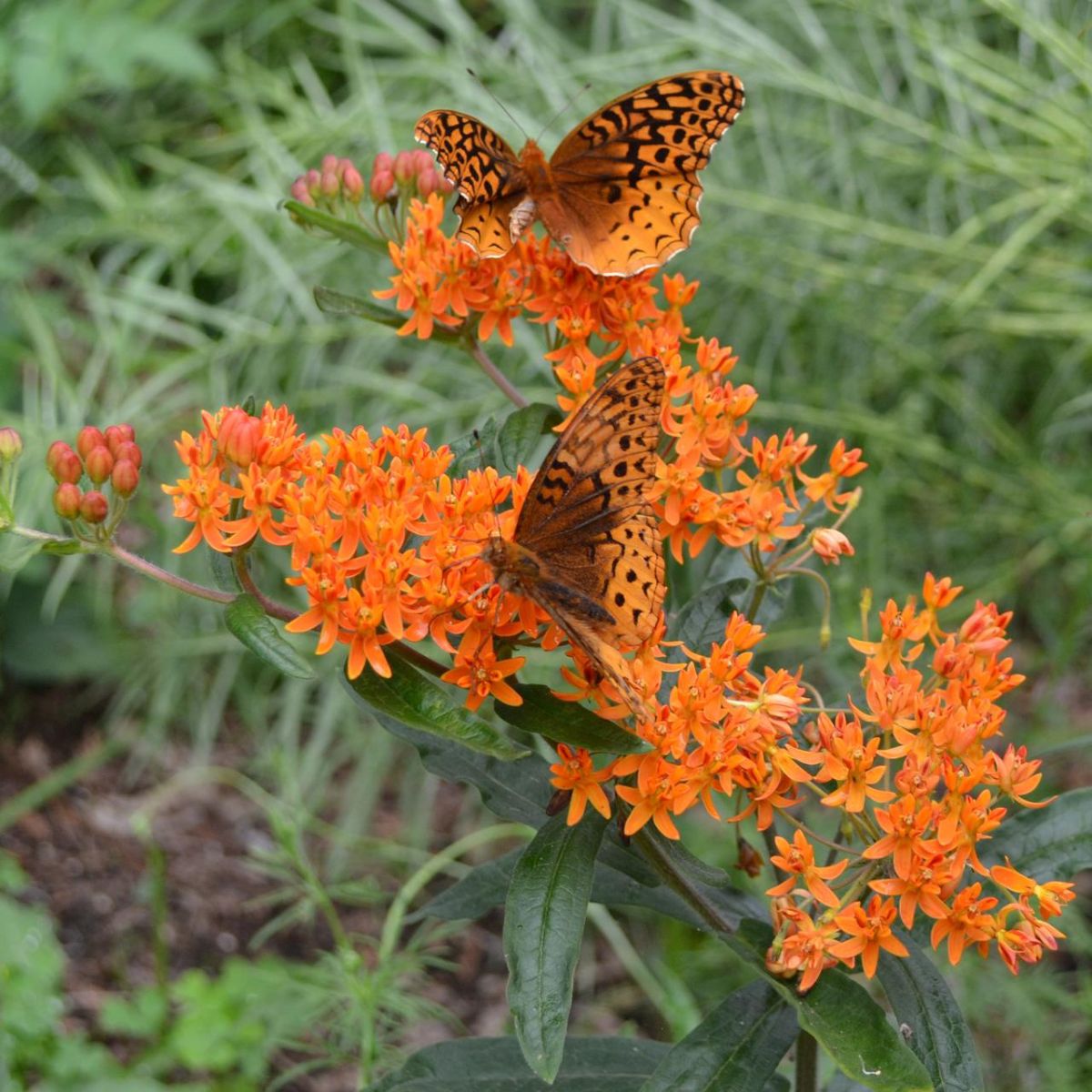 Attract butterflies to your garden with Butterfly Weed on Thursd
