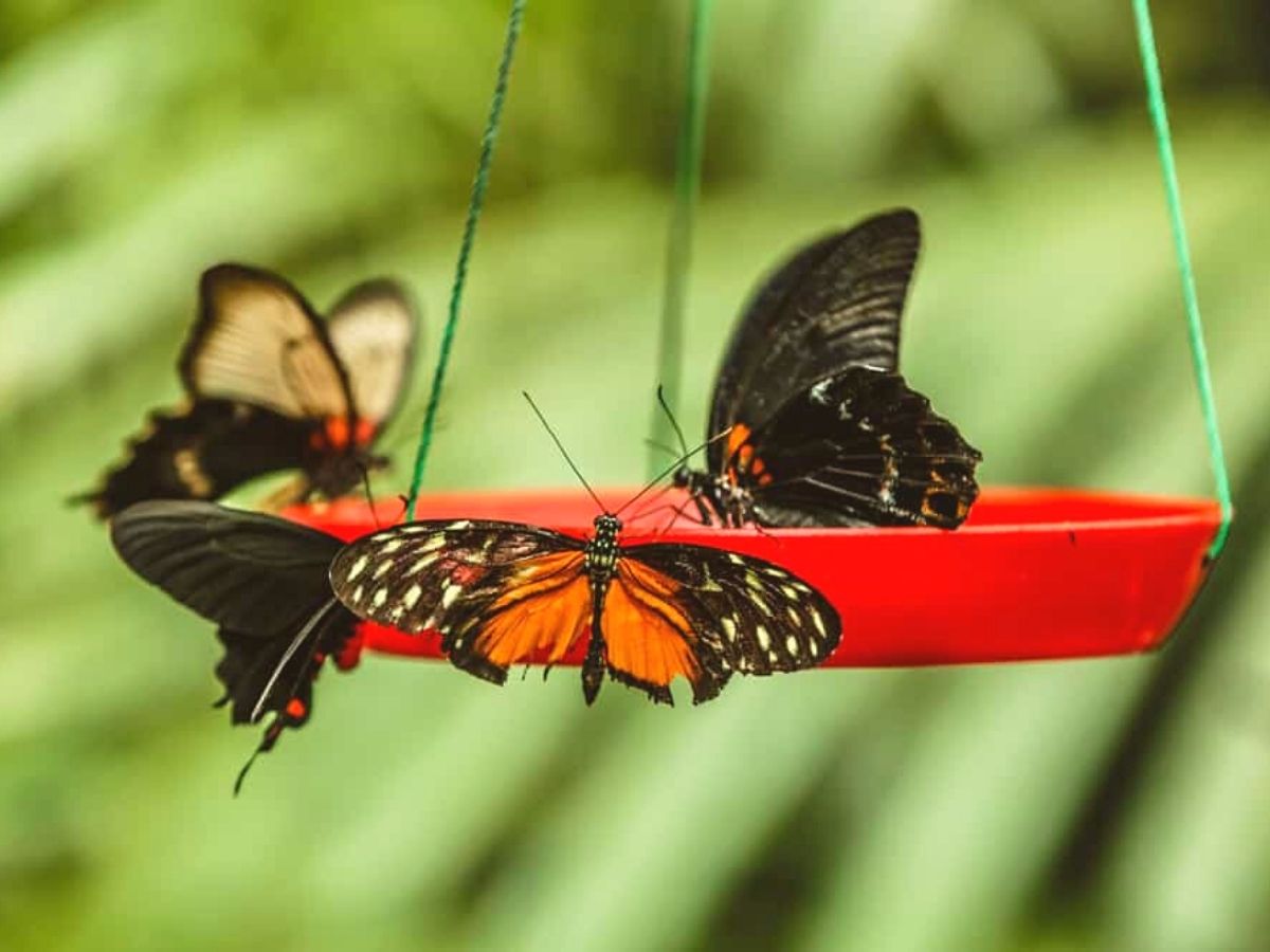 Attract butterflies to your garden by giving them water filled with minerals on Thursd