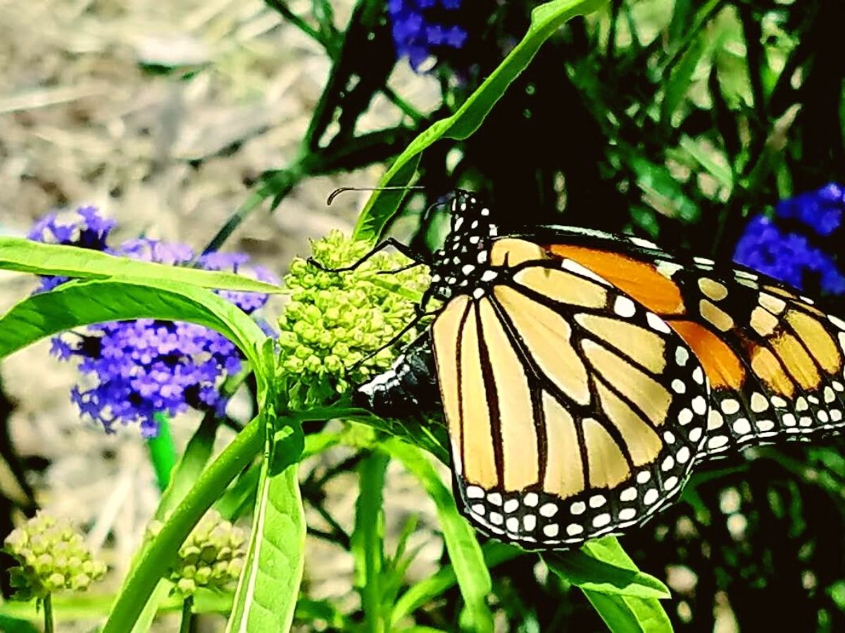 Sunbathing spot to attract butterflies to garden on Thursd