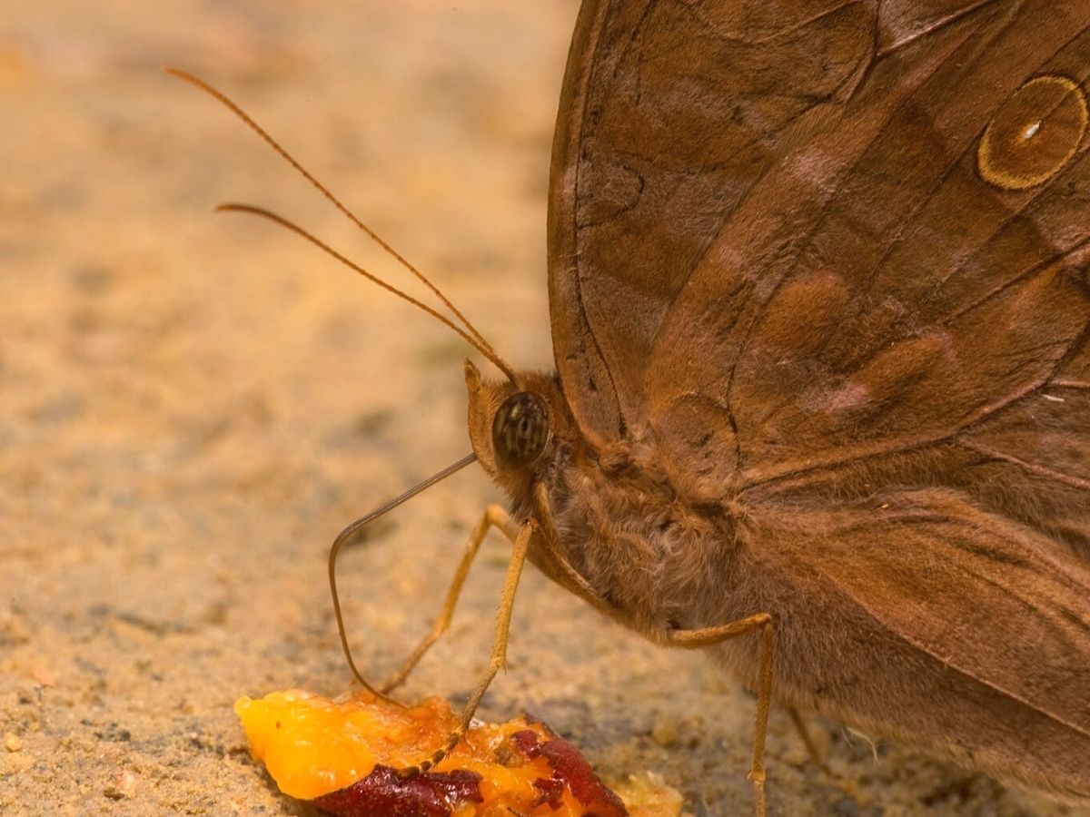 Butterflies feeding on ground fruit is one of the ways to attract them to garden on Thursd