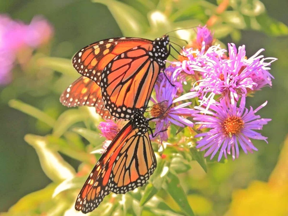 Butterflies attracted to floral gardens on Thursd