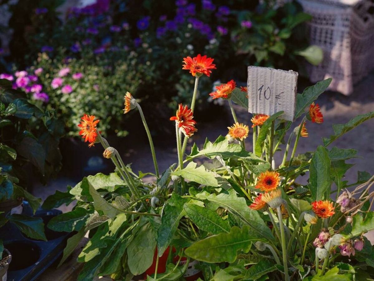 Finnish florist owns her own flower shop giving flowers another opportunity on Thursd