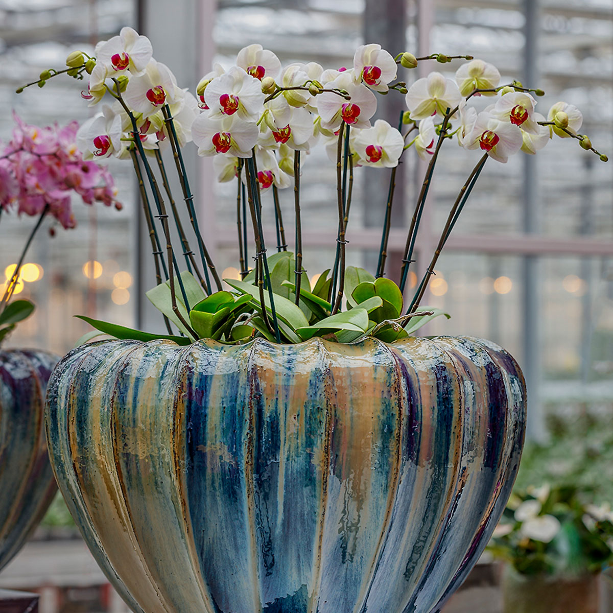 White Phalaenopsis show greenhouse Floricultura on Thursd