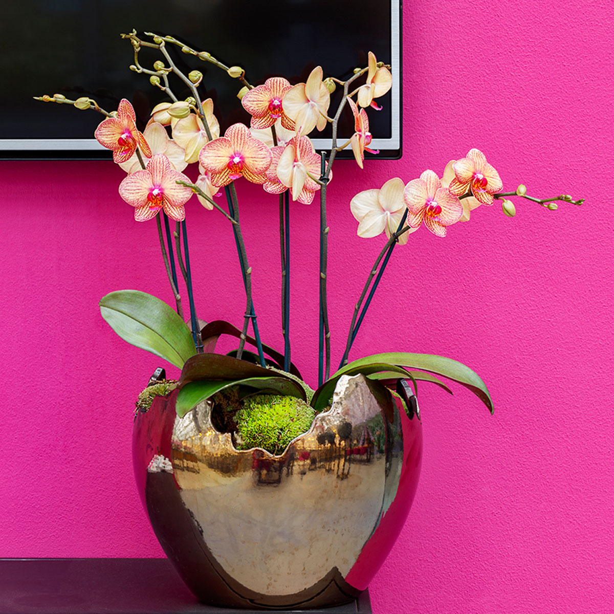 Pink Phalaenopsis show greenhouse Floricultura on Thursd