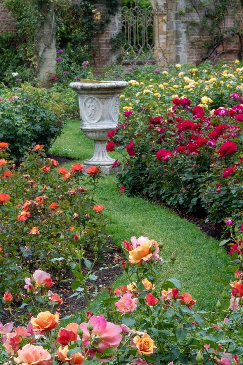Mistakes preventing your roses from blooming is placing them in the wrong location on Thursd