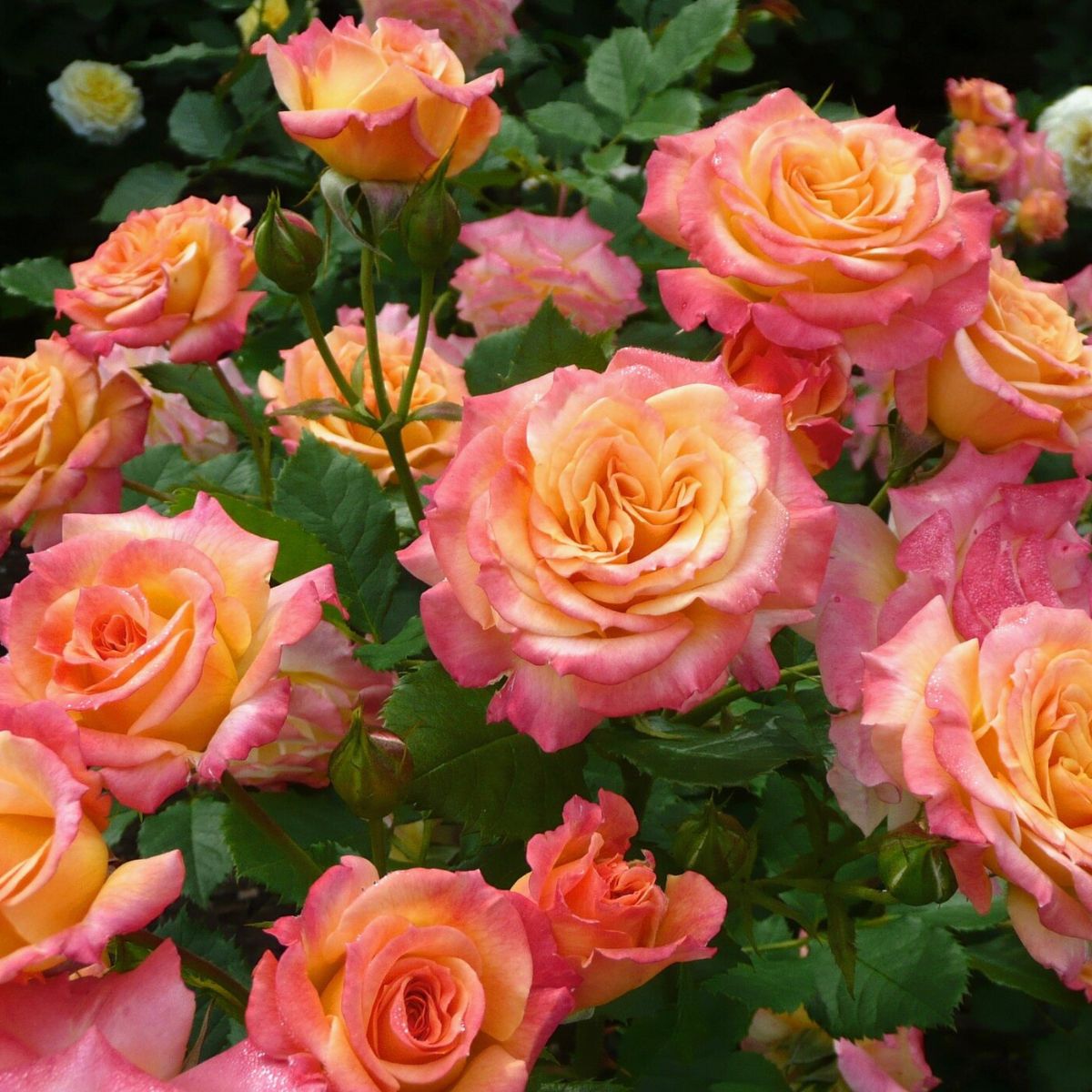Seven mistakes preventing your roses from blooming on Thursd