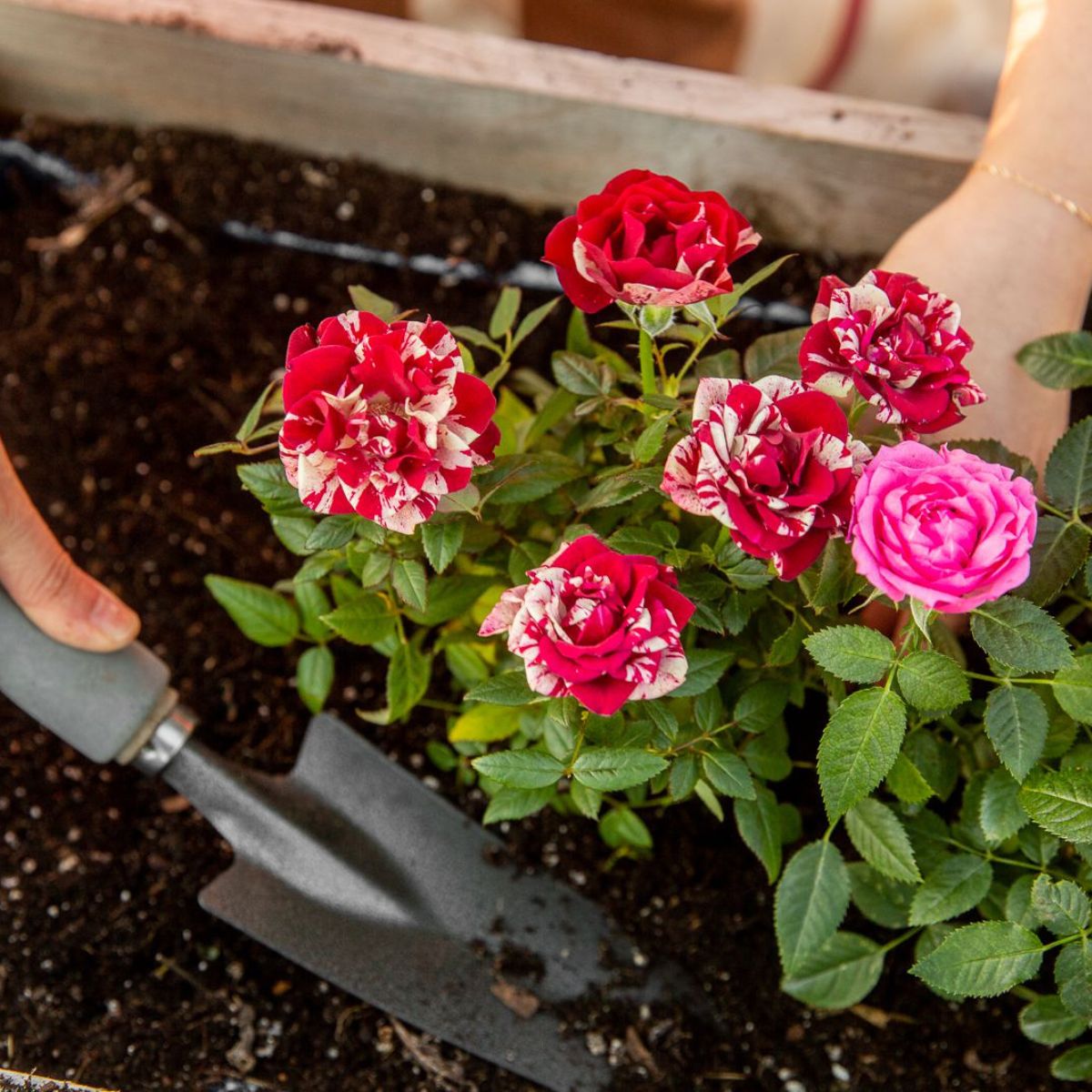 Skipping soil amendments is one of the mistakes preventing your roses from blooming on Thursd