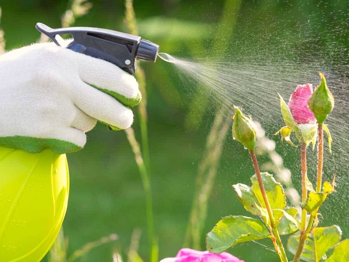Skimping on water is one of the biggest mistakes on why roses are not blooming on Thursd