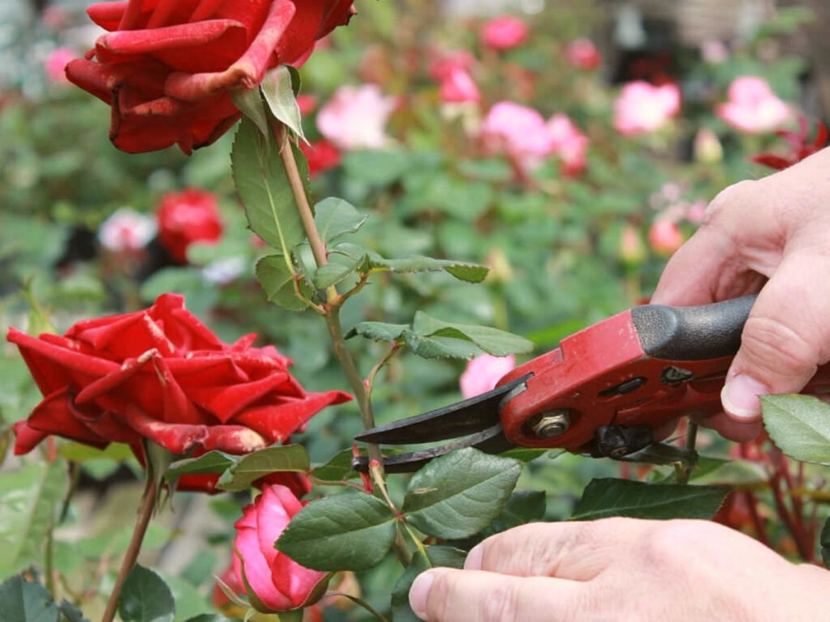 One mistake why roses are not blooming is not appropriately deadheading them on Thursd