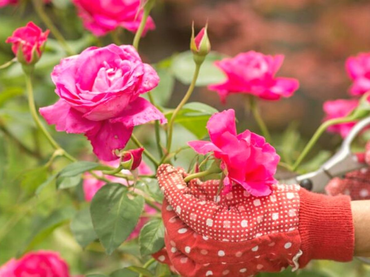 Pruning roses is important to make them bloom better on Thursd