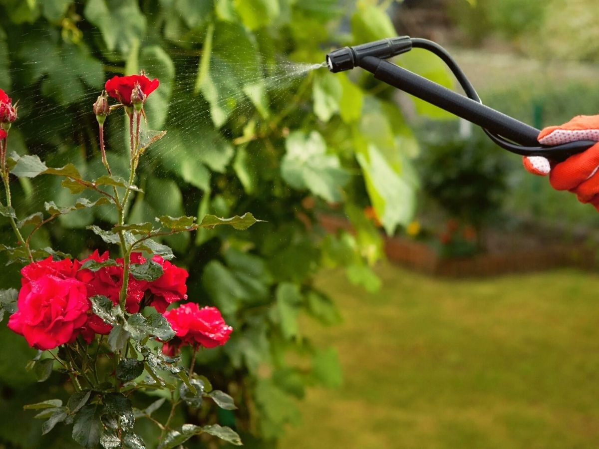 Using jarring pesticides will not let roses in your garden bloom on Thursd