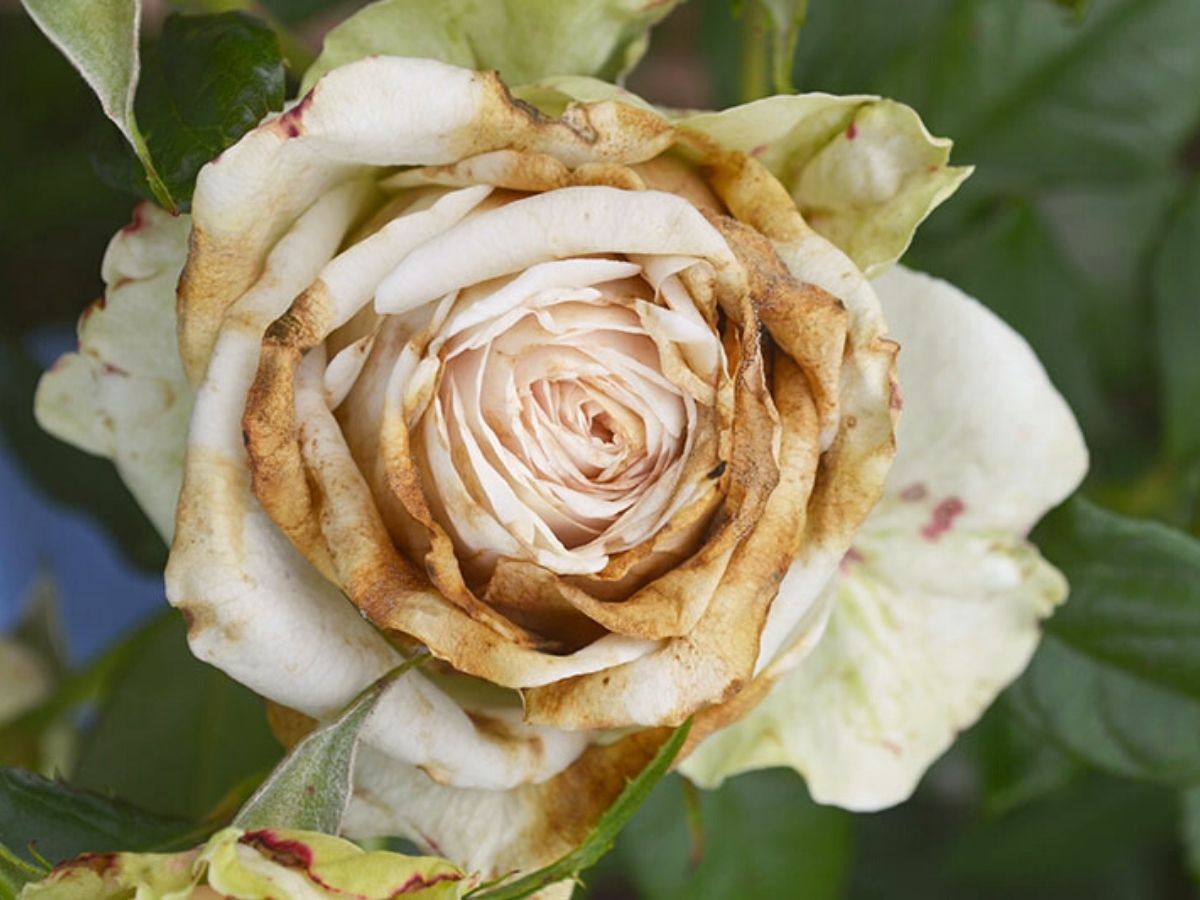 Leaving rose diseases untreated is a big mistake for your garden on Thursd