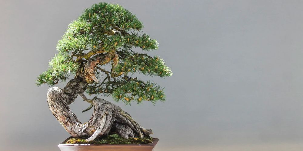 10-best-bonsai-plants-for-your-home-according-to-bonsai-specialists-featured