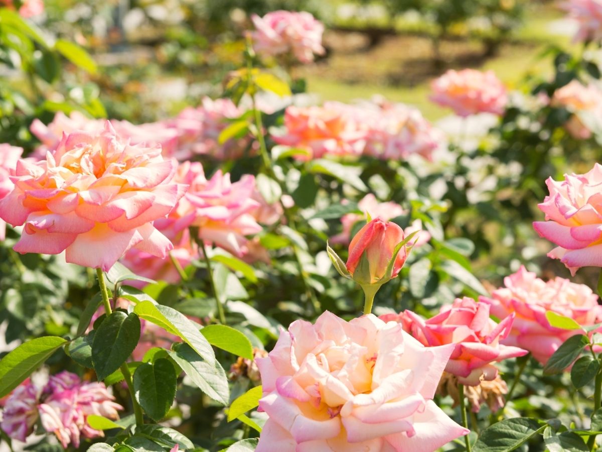 How to achieve blooming roses in your garden on Thursd