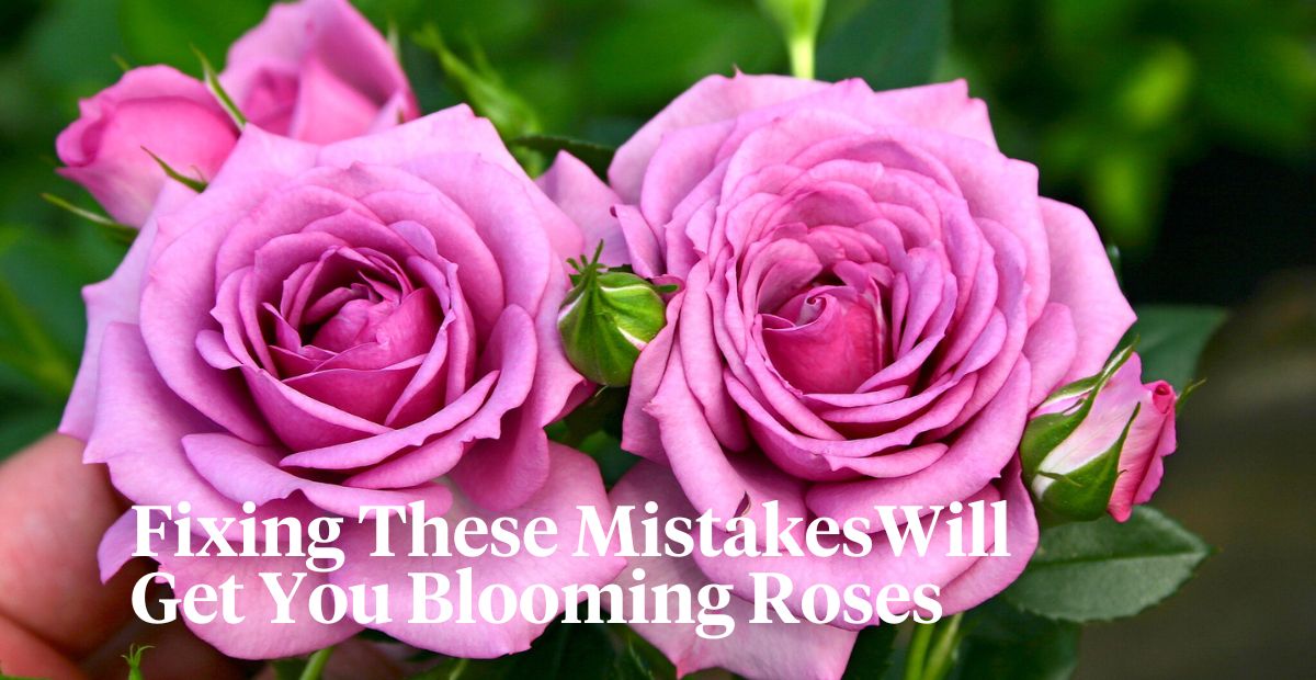 Fixing mistakes to get blooming roses header on Thursd 