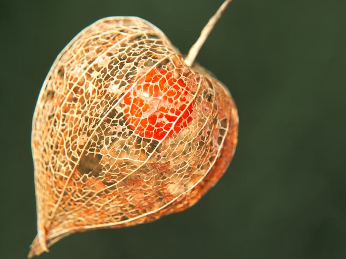 Physalis Lantern or Chinese Lantern detailed closeup - Thursd