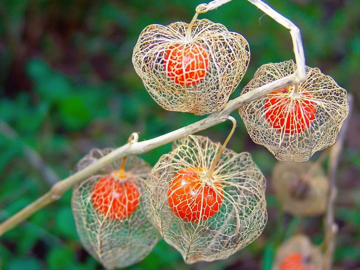 Hanging Chinese Lantern or Physalis Flower in a garden on Thursd