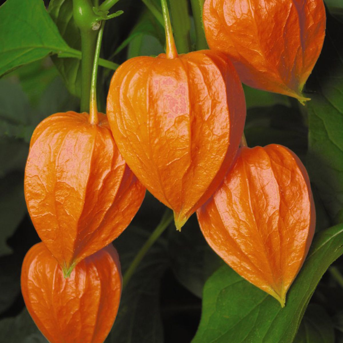 Chinese lantern otherwise known as Physalis lantern is a bright red orange perennial on Thursd