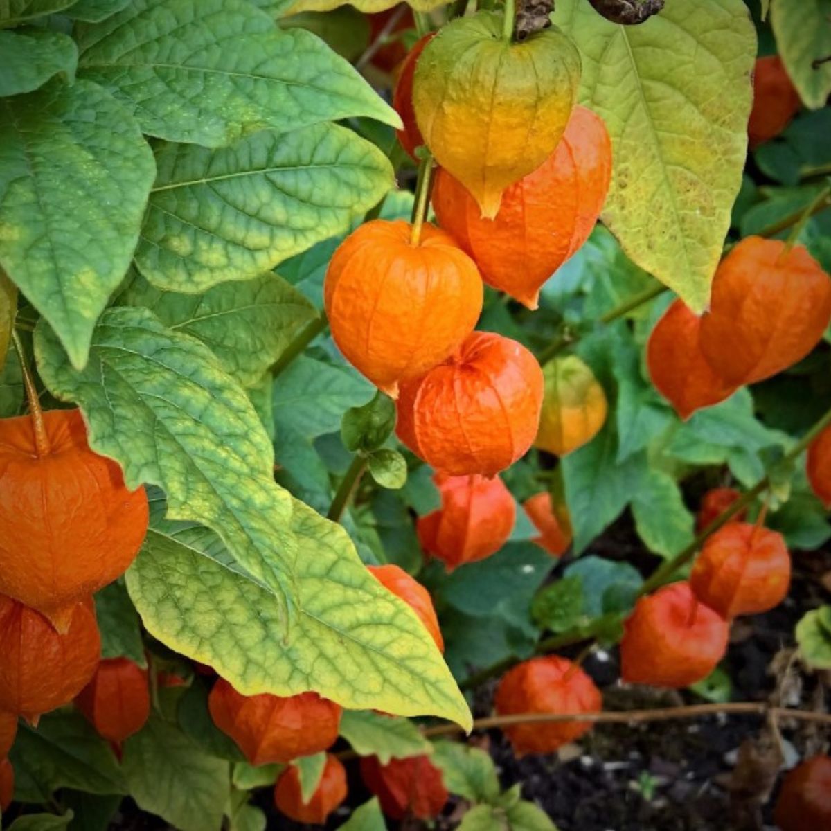 Hardy perennial Physalis lantern on Thursd