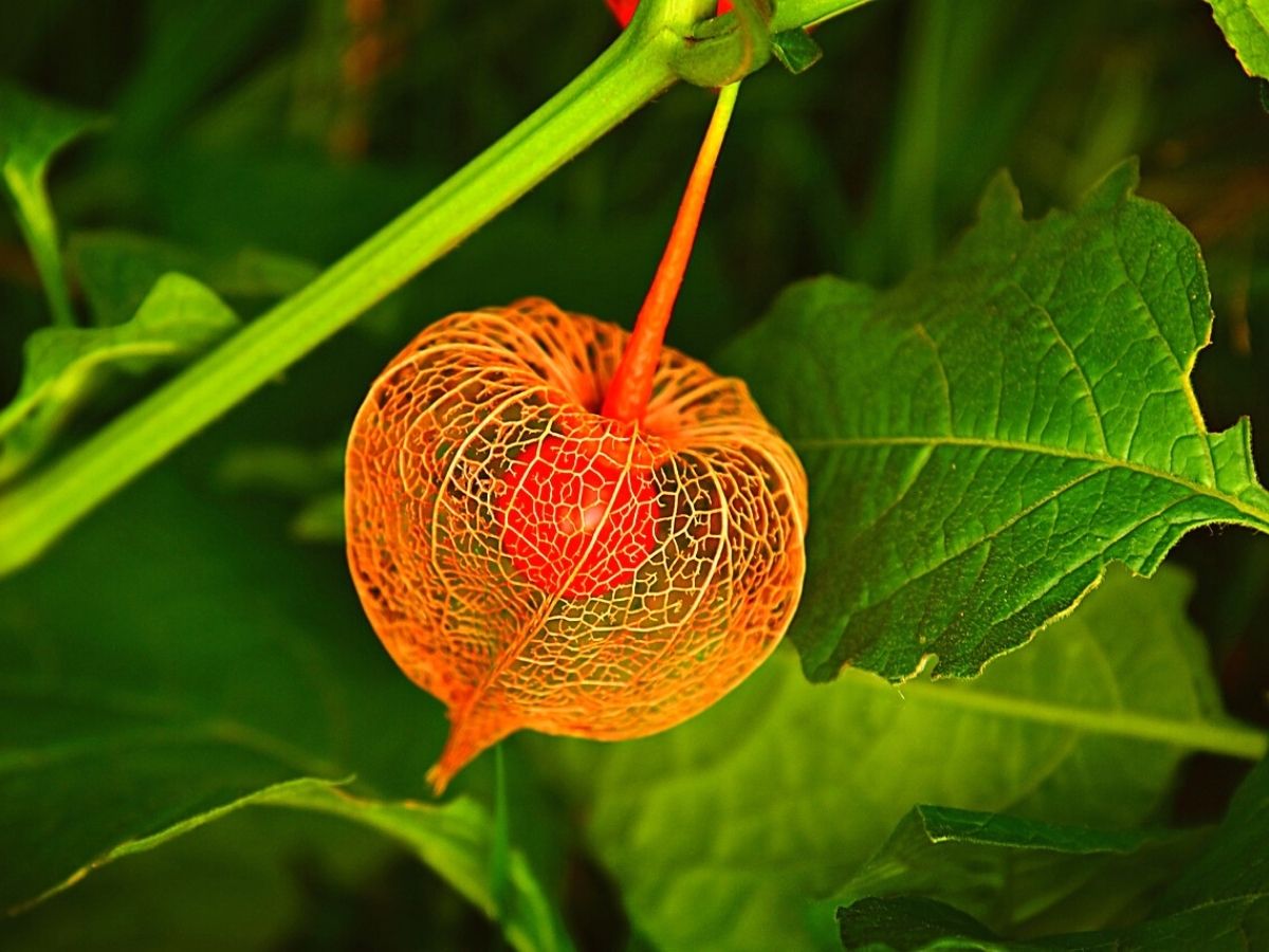 Beautiful Physalis lantern showing an orange color on Thursd Beautiful Chinese lantern fruit or Physalis flower showing an orange color on Thursd