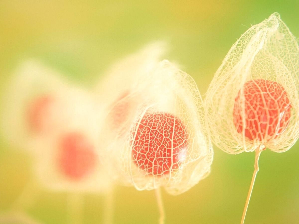 Physalis lanterns or Chinese lantern fruits are a very popular ornamental plant on Thursd