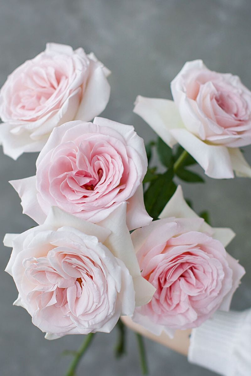 fragrant roses Rose Prince Jardinier