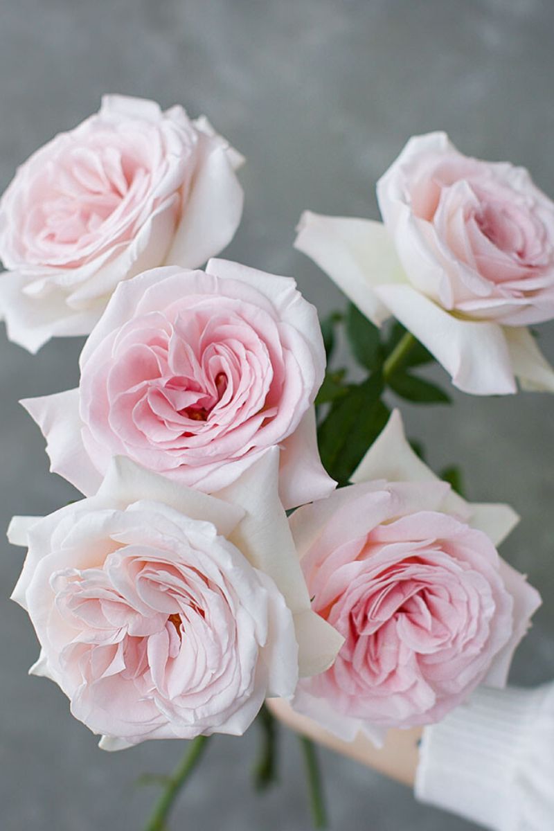 light pink fragrant rose