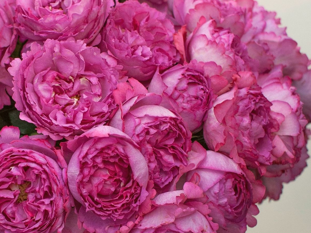 The 10 Most Fragrant Roses Compiled Here - Article onThursd