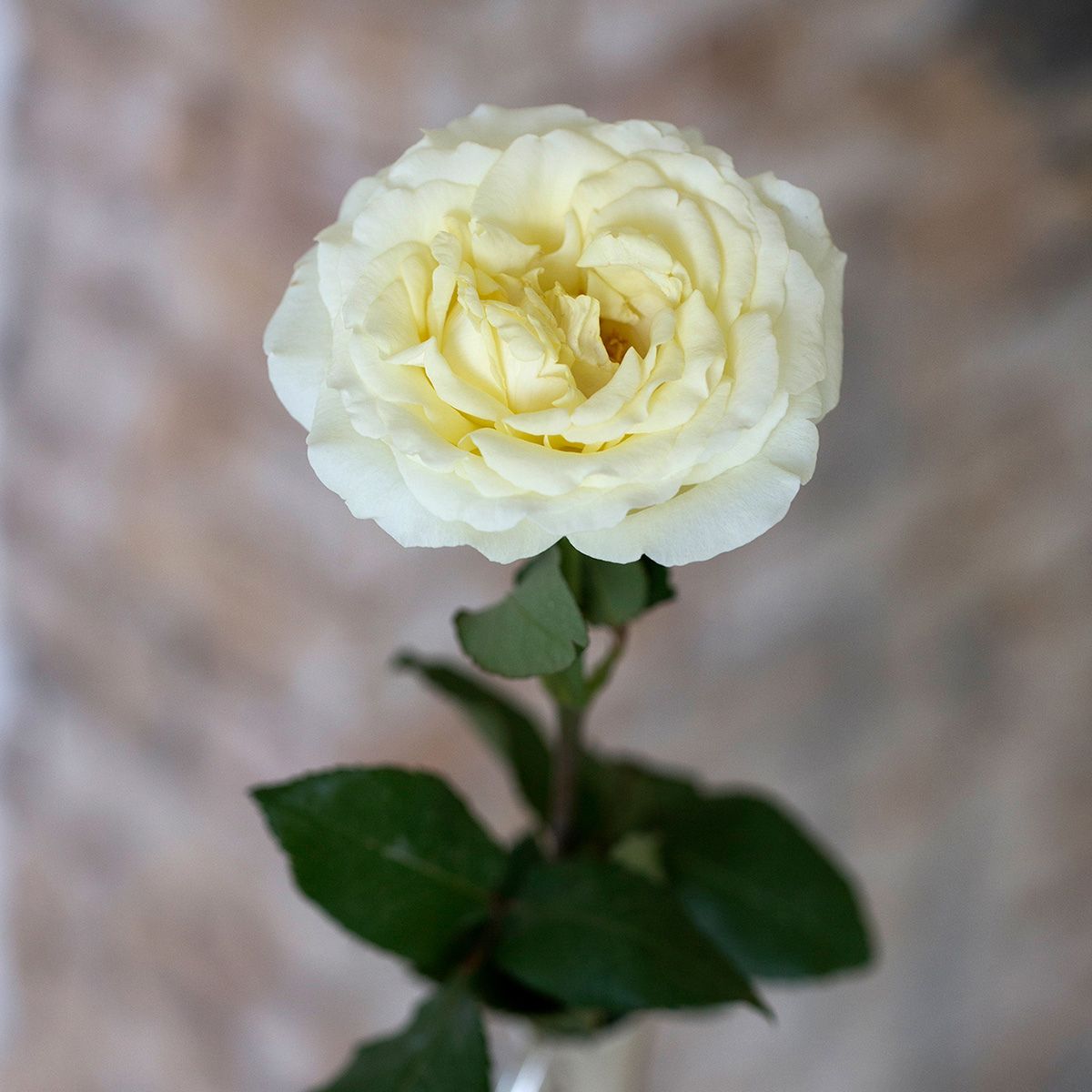 The High-risk, High-reward Heavenly Scented Rose Peony Pink