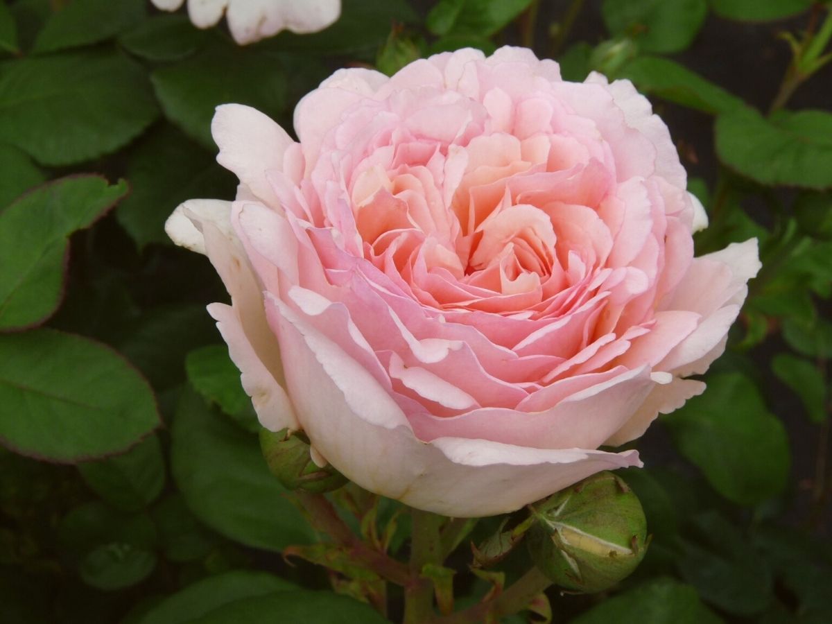 The High-risk, High-reward Heavenly Scented Rose Peony Pink