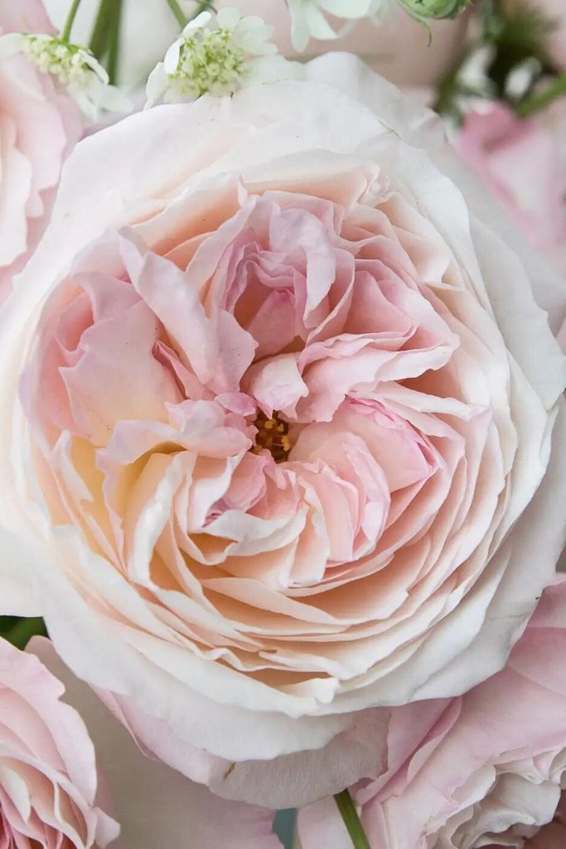 light pink fragrant rose