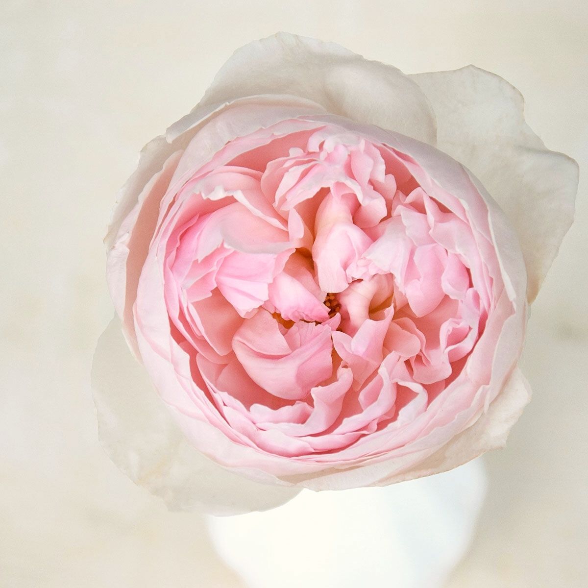 The High-risk, High-reward Heavenly Scented Rose Peony Pink