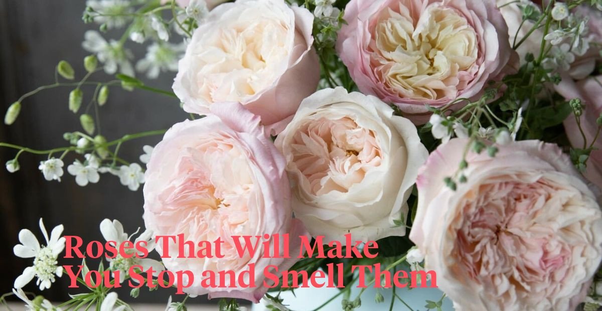 The 10 Most Fragrant Roses Compiled Here Article onThursd