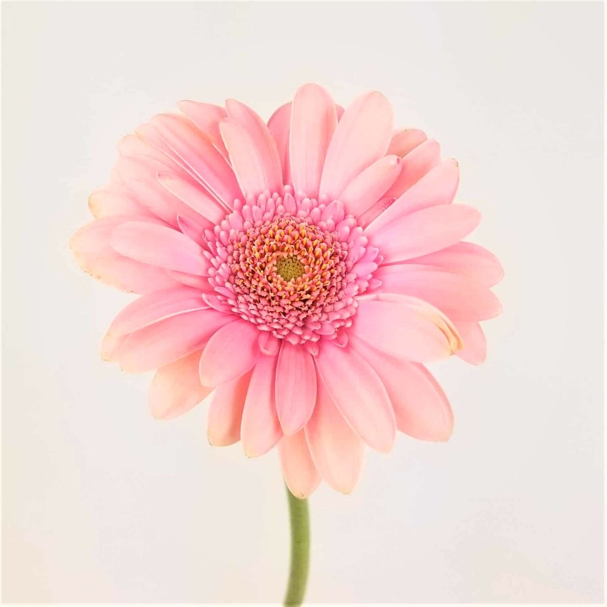 Breast cancer awareness month with pink gerbera daisies on Thursd
