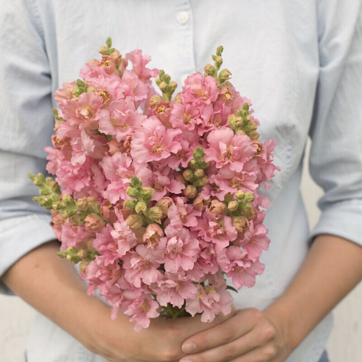 Pink snapdragons are a symbol of breast cancer awareness month on Thursd